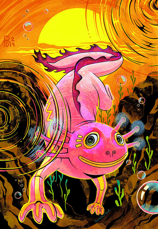 Axolotl