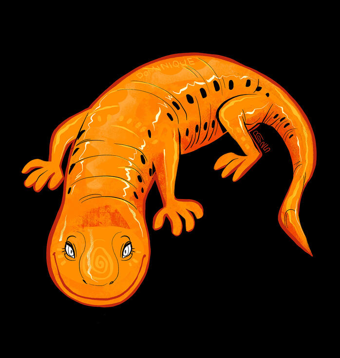 Salamander