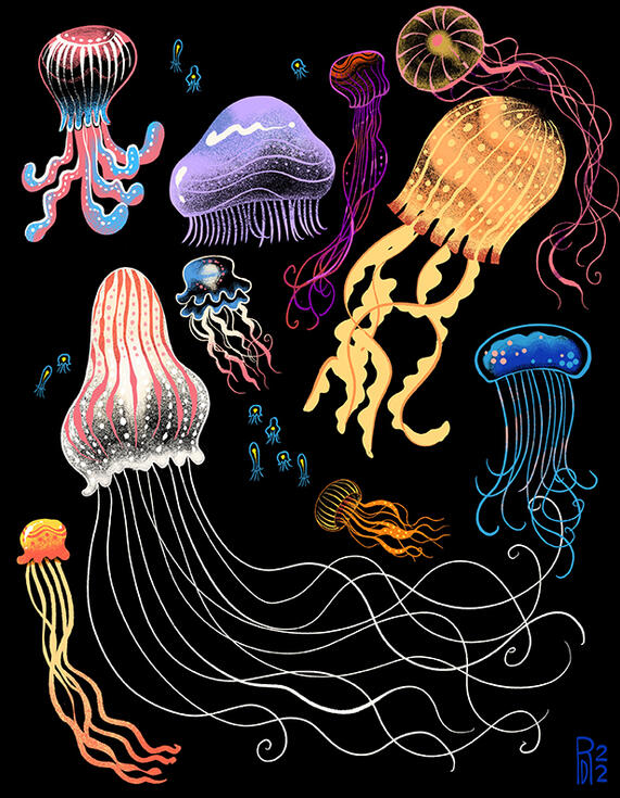 Jellyfish