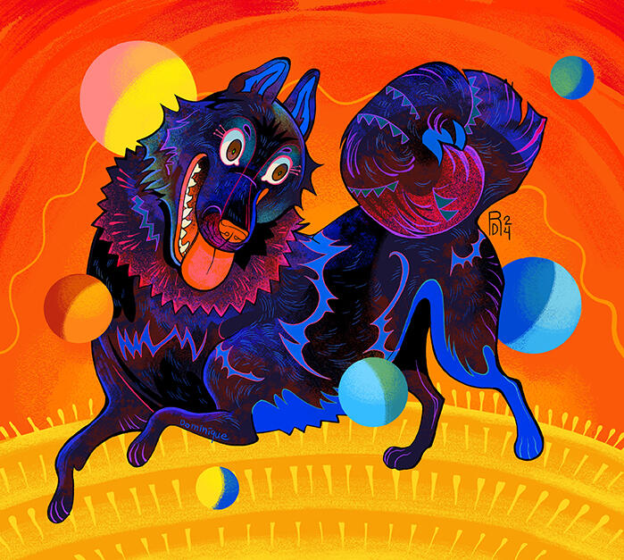 Schipperke
