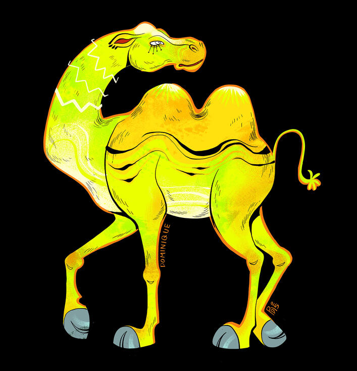 Camel