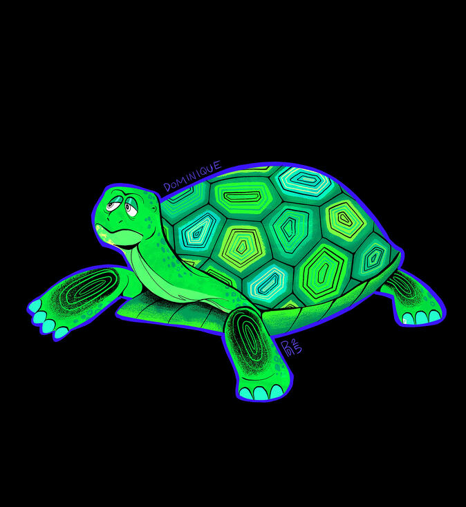 Tortoise